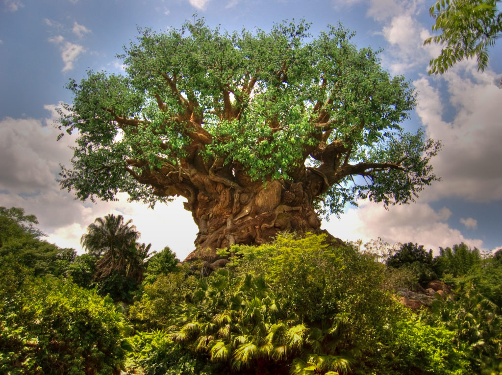 Top 6 Animal Kingdom Attractions | Beyond the Drop Off